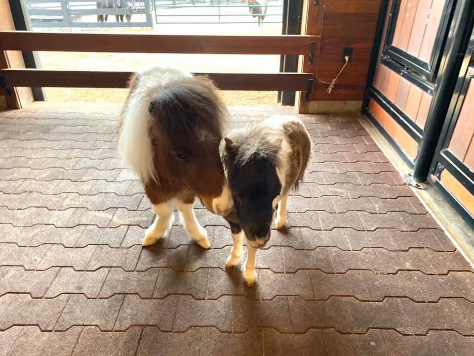 RandR Ranch Miniature Horses, Missouri